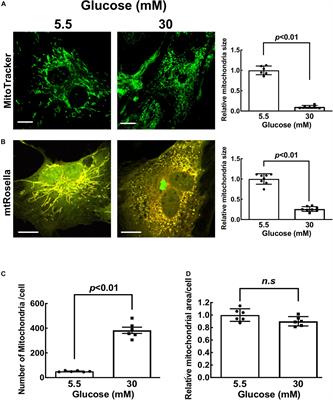 Mitochondrial Fission and Mitophagy Coordinately Restrict High Glucose Toxicity in Cardiomyocytes